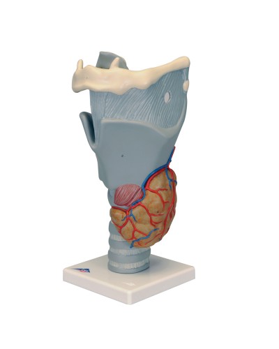 Functional Larynx Model, 2.5 times full-size